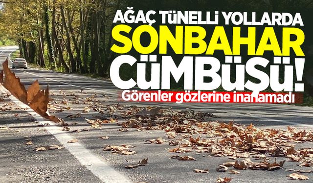 Ağaç tünelli yollarda sonbahar cümbüşü