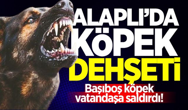 Alaplı'da köpek dehşeti: Başıboş köpek vatandaşa saldırdı!