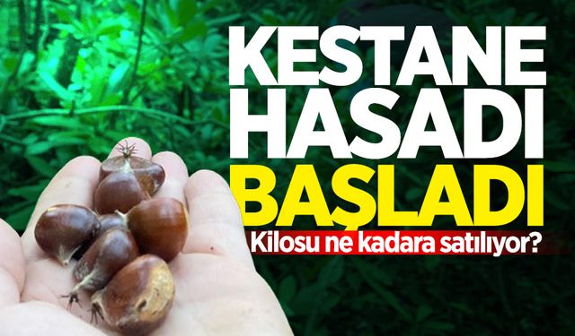 Bartın'da kestane hasadı başladı: Kilosu ne kadara satılıyor?