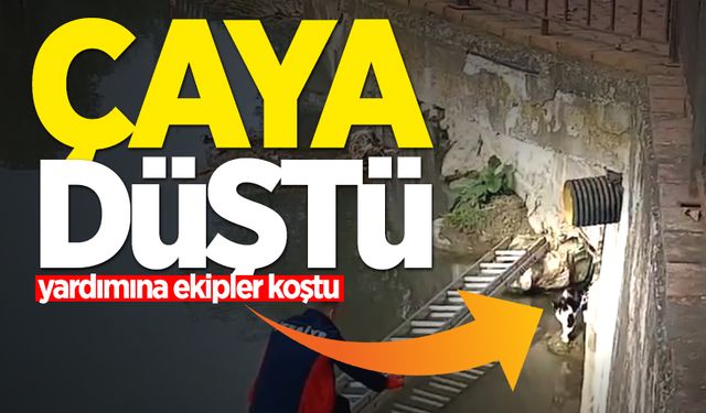 Çaya düşen kedinin yardım çağrısına itfaiye yetişti