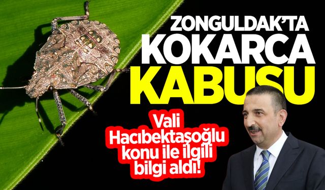 Zonguldak'ta kokarca ile mücadele sürüyor: Vali Hacıbektaşoğlu bilgi aldı!