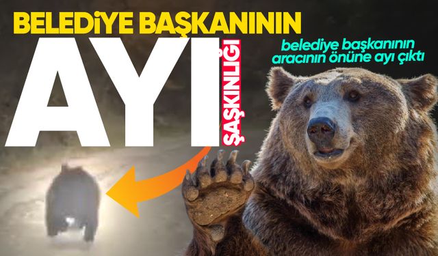 Belediye Başkanının ayı şaşkınlığı: O anlar anbean kamerada!