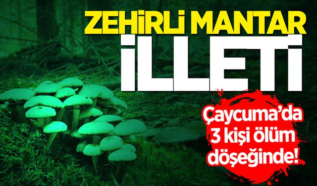 Çaycuma'da 3 kişi mantardan zehirlendi! Hayati tehlikeleri bulunuyor