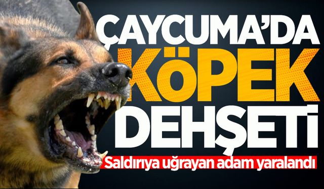 Çaycuma'da başıboş köpek krizi devam ediyor: Saldırıya uğrayan adam yaralandı!