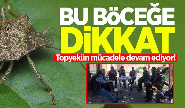 Çaycuma'da 'Kokarca böceği' ile mücadele topyekün devam ediyor!