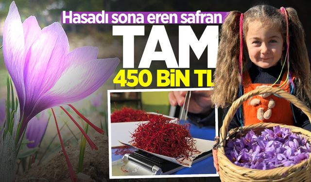 Hasadı sona eren safran 450 bin TL'den satılacak