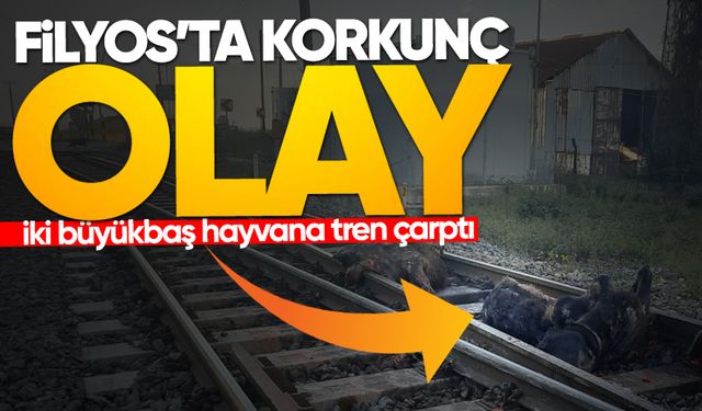 Başıboş halde dolaşan iki büyükbaş hayvana tren çarptı