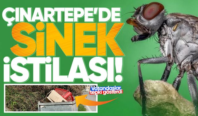 Çınartepe'de sinek istilası: Vatandaşlar tepki gösterdi!