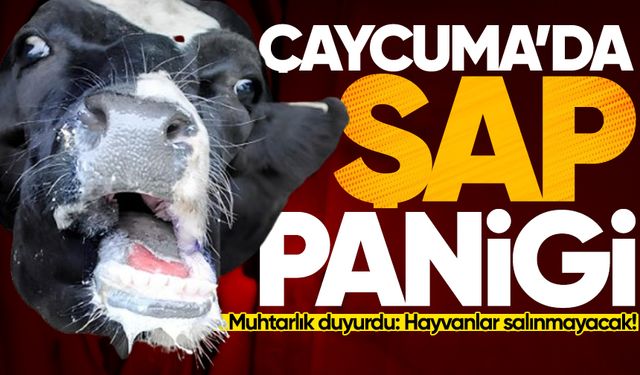 Çaycuma'da şap paniği: Muhtarlık uyardı!