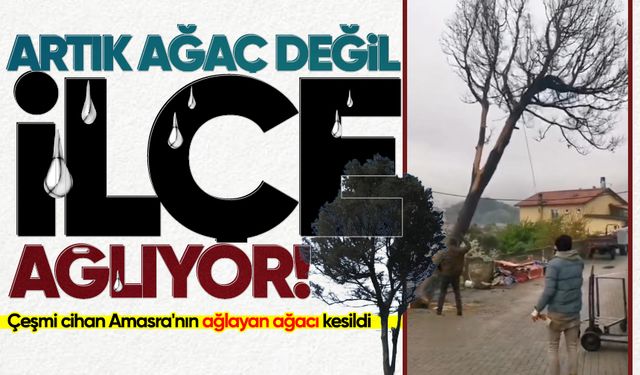 Çeşmi cihan Amasra'nın ağlayan ağacı kesildi
