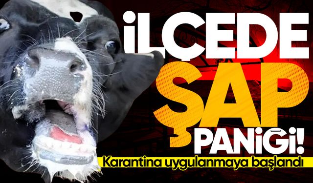 İlçede şap paniği: Karantina uygulanmaya başlandı!