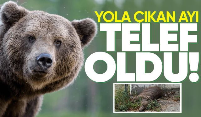 Yola çıkan ayıya araç çarptı!