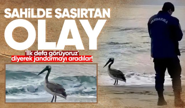 Sahilde şaşırtan olay: 'İlk defa görüyoruz' diyerek jandarmayı aradılar!