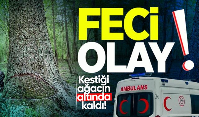 Orman işçisi kestiği ağacın altında kaldı!