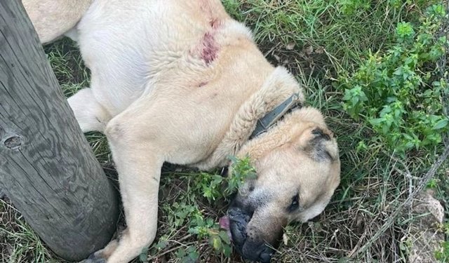 Ereğli’de Kangal Köpeğini Av Tüfeğiyle Öldüren Şüpheli Tutuklandı
