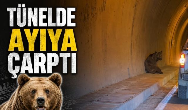 Tünelde ilginç kaza: Bu defa otomobil ayıya çarptı!