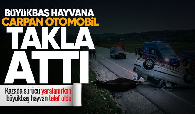 Çaycuma'da yola çıkan büyükbaş hayvana otomobil çarptı