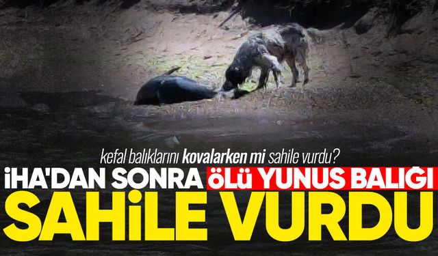 İHA'dan sonra ölü yunus balığı sahile vurdu