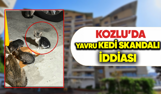 Kozlu'da yavru kedi skandalı iddiası