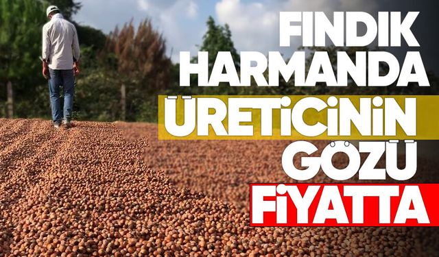 Fındık harmanda, üreticinin gözü fiyatta