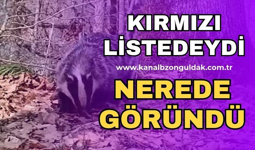 Nesli tükenmek üzere olan bu hayvan Zonguldak’ta görüldü!