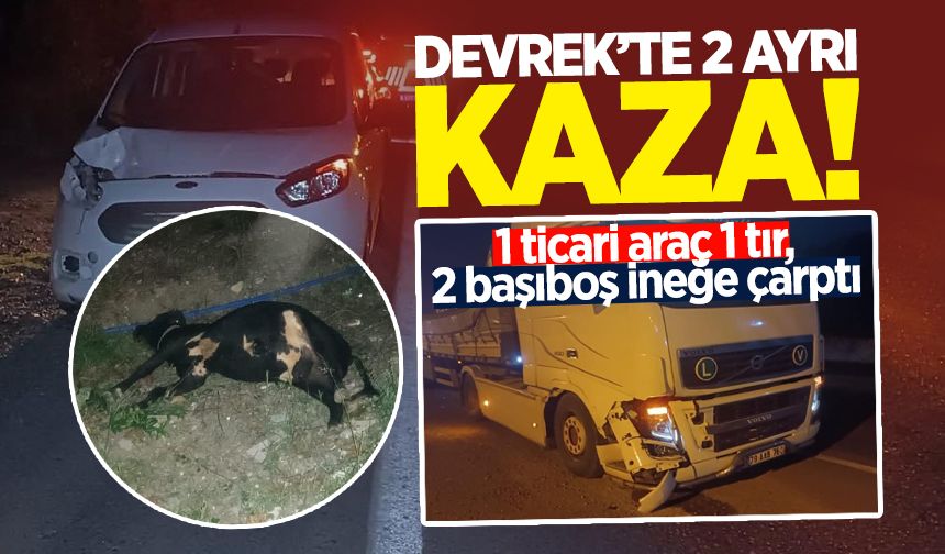 Devrek'te başıboş inekler kazaya sebep oldu