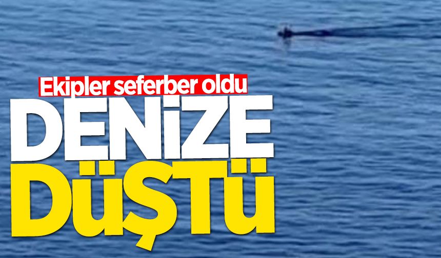 Denize düşen karaca yeniden doğaya salındı