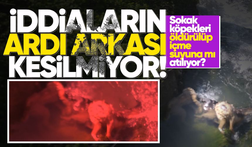 İddiaların ardı arkası kesilmiyor: Sokak köpekleri içme suyuna mı atılıyor?