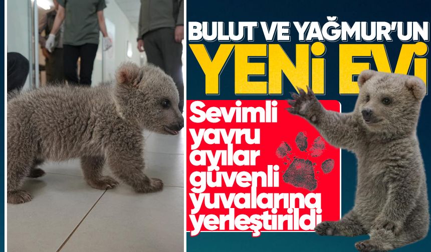 Sevimli yavru ayılar güvenli yuvalarına yerleştirildi