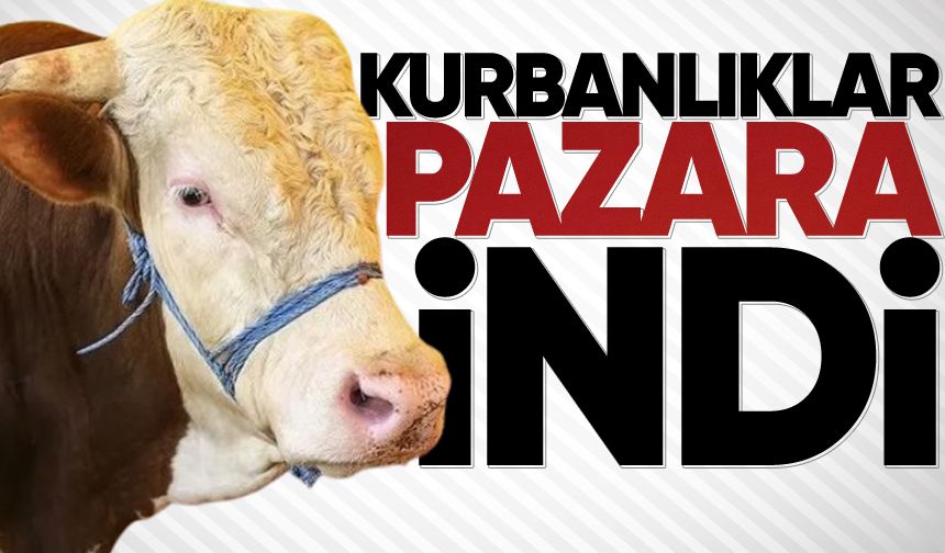 Kurbanlar pazara girdi