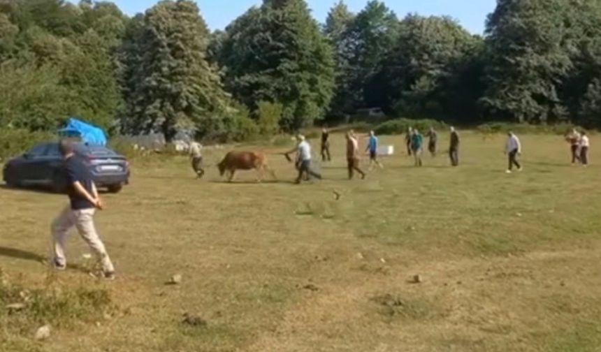 Ereğli’de Kaçan Kurbanlık danayı 14 kişi saatler sonra yakaladı