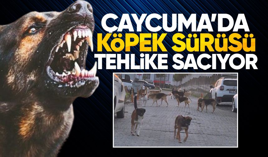 Çaycuma'da sokak köpeği sürüsü tehlike saçıyor
