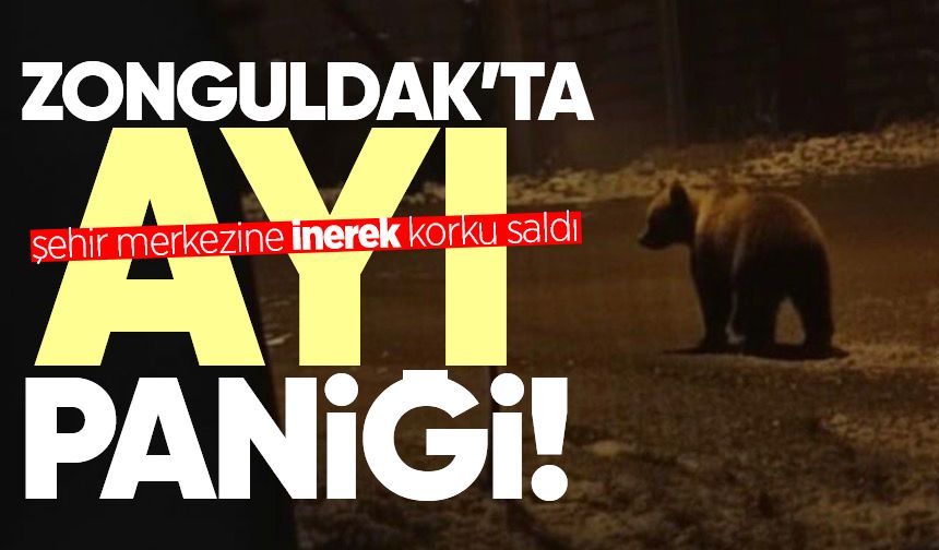 Ayı şehir merkezine inerek korku saldı!