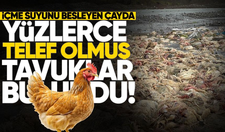 İçme suyunu besleyen çayda telef olmuş tavuklar bulundu