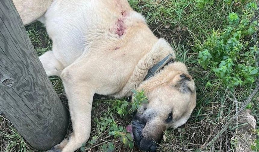 Ereğli’de Kangal Köpeğini Av Tüfeğiyle Öldüren Şüpheli Tutuklandı