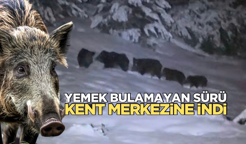 Devrek’te aç kalan domuzlar şehir merkezine indi