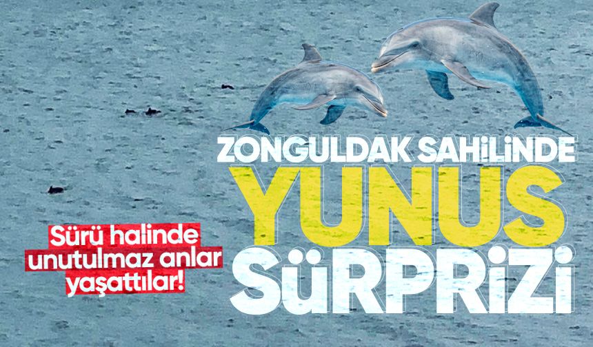 Zonguldak sahilinde yunus sürprizi
