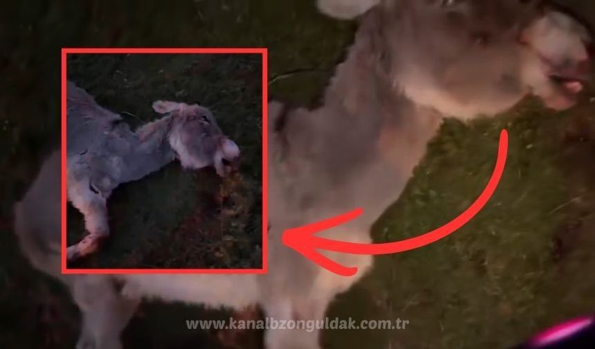Çaycuma'da korkun olay: Eşek sahibi tarafından mı katledildi!