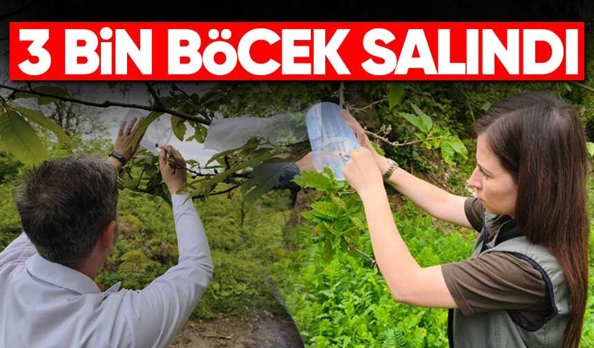Gal Arısına Karşı Doğadan Müdahale