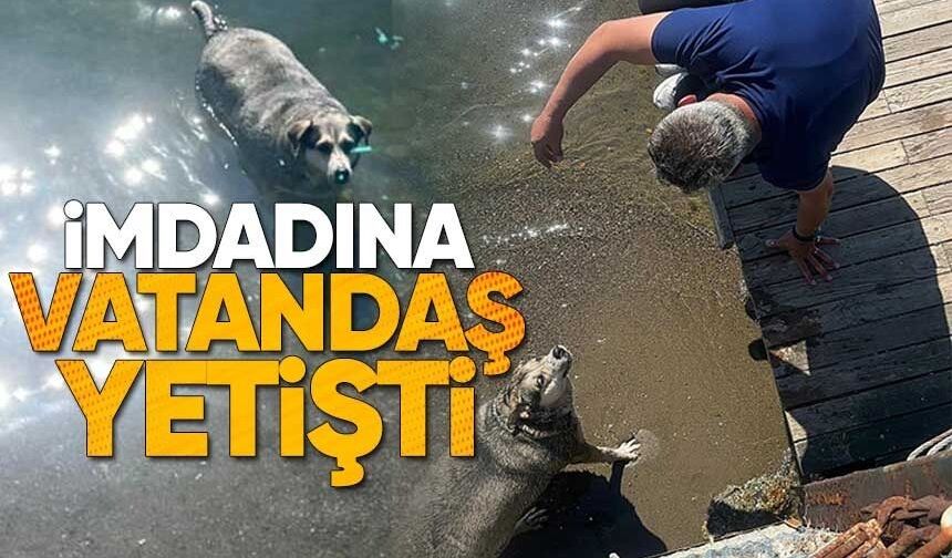 Zonguldak’ta sıcaktan bunalan sokak köpeği denize girerek serinledi