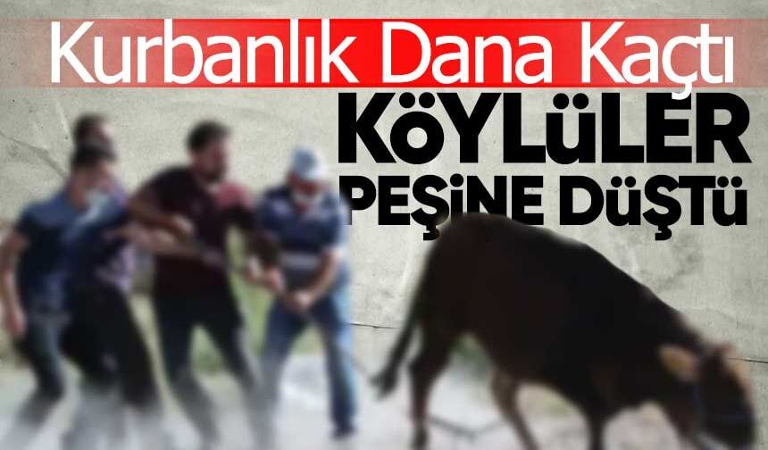 Firari Dana Sahibine Zor Anlar Yaşattı