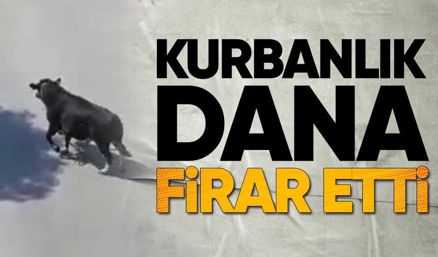 Kaçan Dana İçin Seferber Oldular