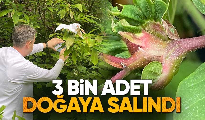 Kestane Ormanlarını Kurtaracak Hamle