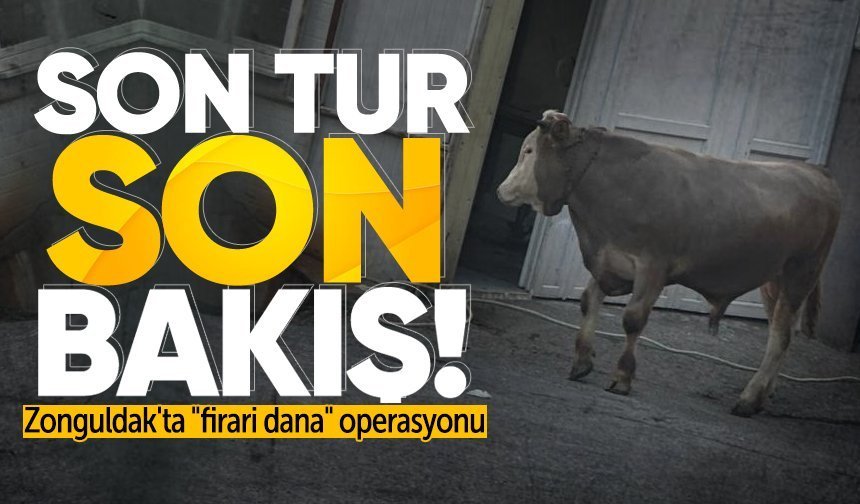 Zonguldak'ta "firari dana" operasyonu: Bayram öncesi son turunu attı!