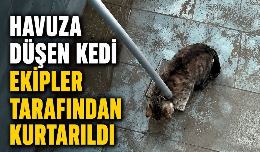 Havuza düşen kedinin yardımına ekipler koştu