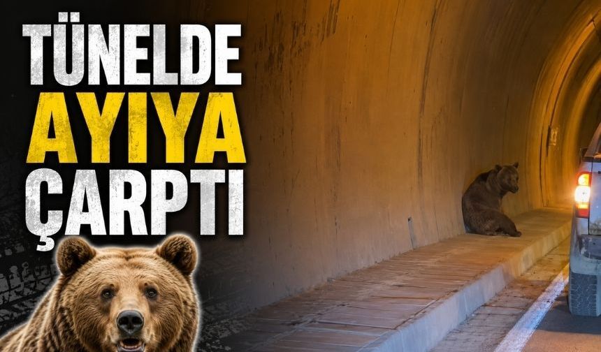Tünelde ilginç kaza: Bu defa otomobil ayıya çarptı!