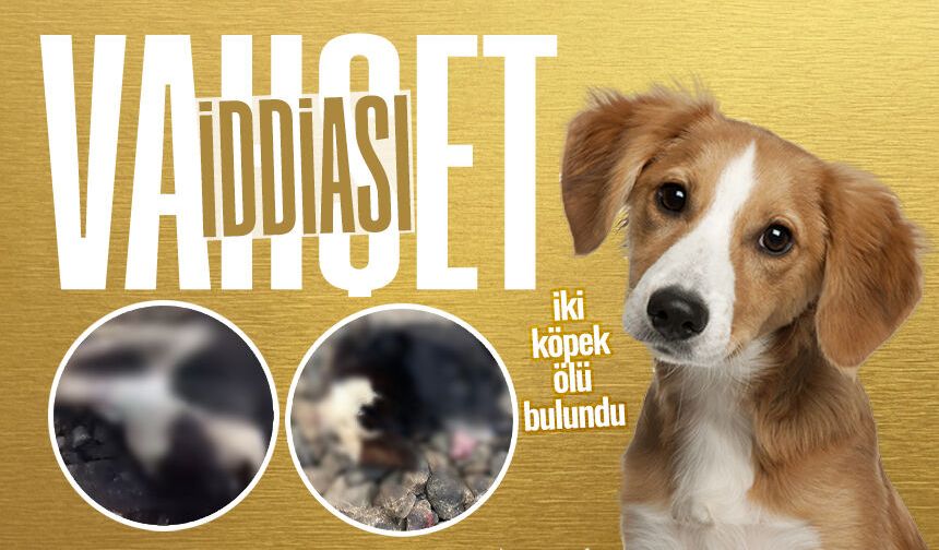 Çaycuma'da v*hşet iddiası! Görenlerin yüreği parçalandı...
