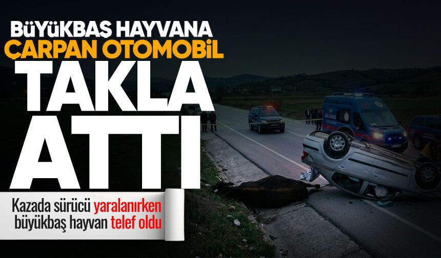 Çaycuma'da yola çıkan büyükbaş hayvana otomobil çarptı
