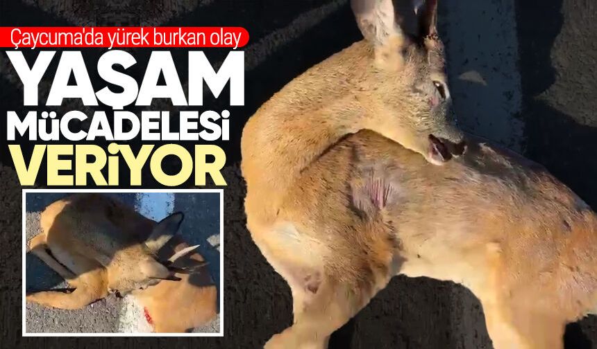 Çaycuma'da yürek burkan olay: Karaca yaşam mücadelesi veriyor!