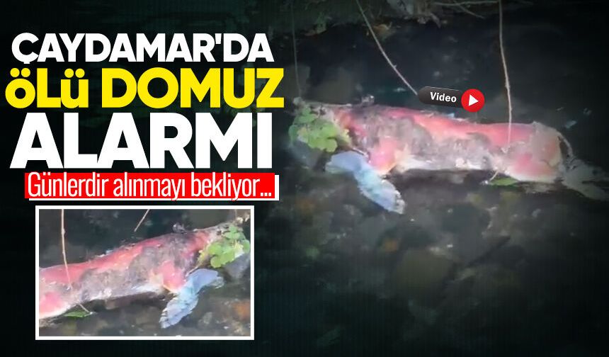 Çaydamar'da ölü domuz alarmı! Günlerdir alınmayı bekliyor...